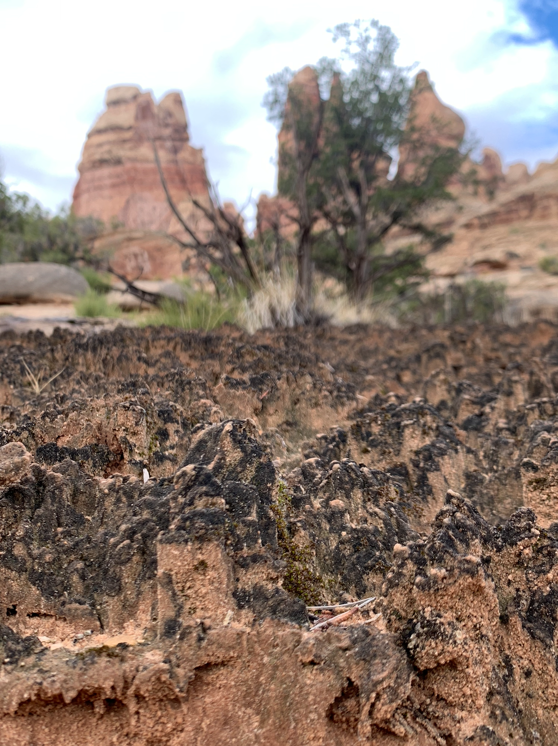 biological soil crust in the foreground of a landscape